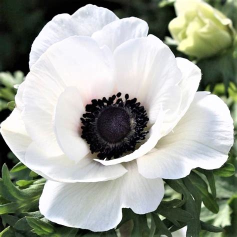 White Anemone Flower: A Delicate Beauty