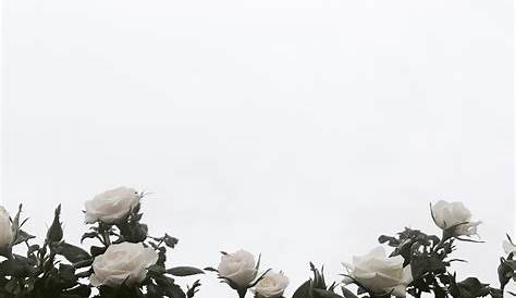 Aesthetic White Rose Wallpaper Iphone - Download Free Mock-up