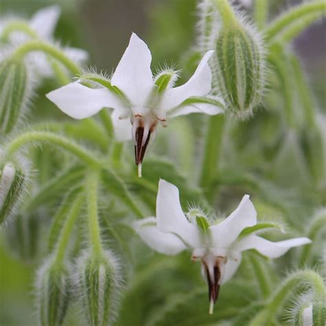Borago officinalis 'Alba' White Borage World of Flowering Plants