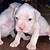 white boxer puppies for sale near me
