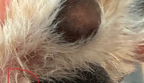 Small White Bump On Dog Paw Pad For Sale (Jan 2023 Update) - Almost