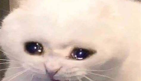 87 Meme Cat Crying