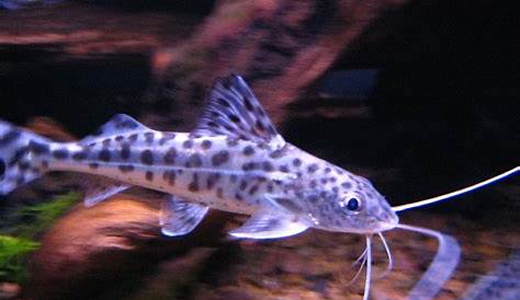 Aquarium black catfish with white dots | Stock Photo | Colourbox