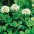 white clover seed