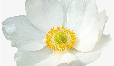 Petal White Flower - flower png download - 1920*1800 - Free Transparent