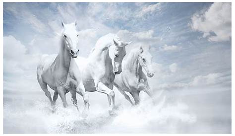 White Horse Pictures Hd 10 Latest Of s Running FULL HD 1920×