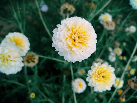 Exploring the Beauty of White Marigold Seeds