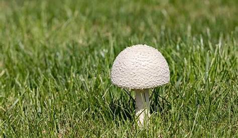 Parasol white mushroom stock image. Image of macrolepiota