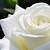 white rose wallpaper