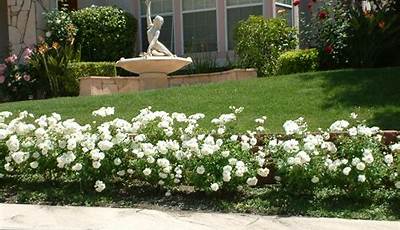 White Roses Front Yard