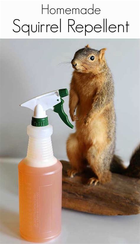 Homemade Remedy For Squirrel Repellent Homemade Ftempo