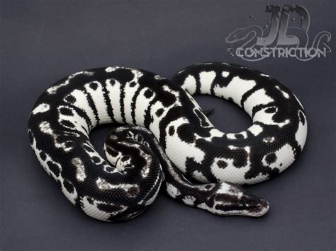 White And Black Ball Python For Sale