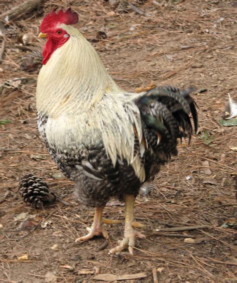 white and black rooster