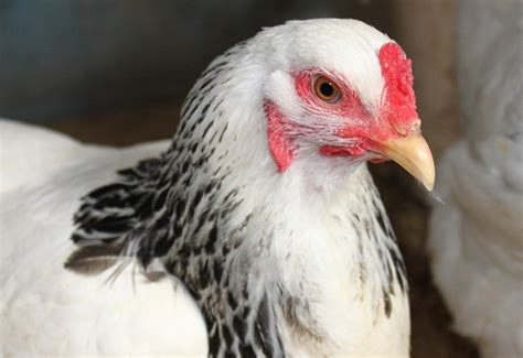 white and black rooster breeds