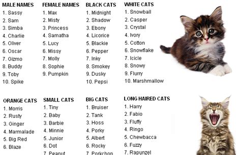 White and Brown Cat Names