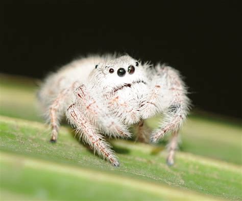 white and pink jumping spider