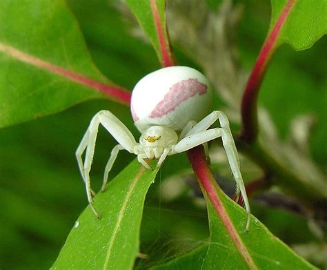 white and pink spider