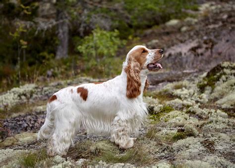white and red cocker spaniel