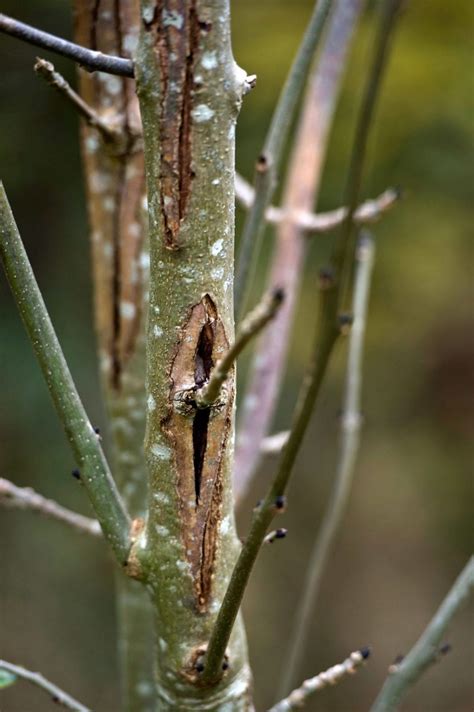 White Ash Tree Dying