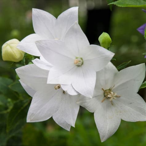 White Balloon Flower Plants For Sale