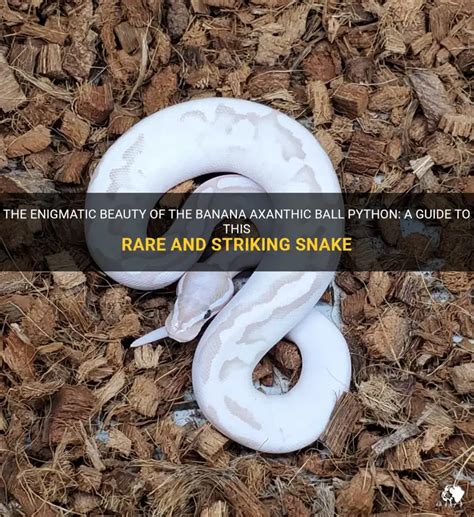 White Banana Ball Python