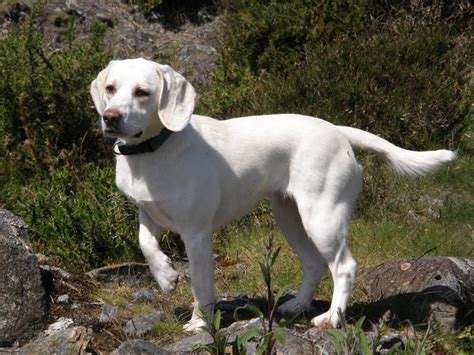white beagle dog