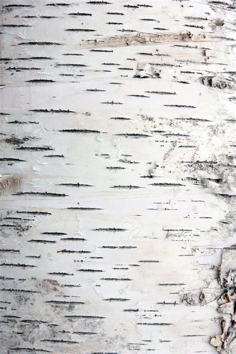 White Birch Printable Texture