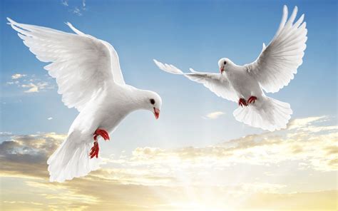 White Bird Wallpaper Mobile