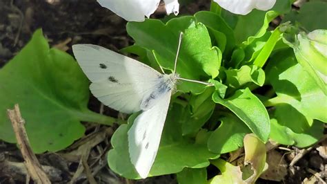 White Butterfly Control
