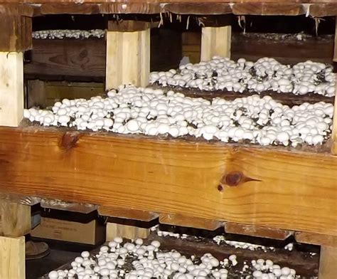 white button mushroom growing kit