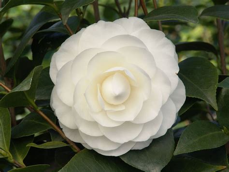 white camellia plants for sale