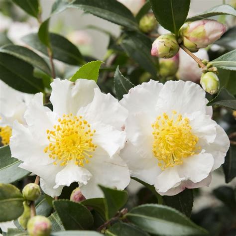 white camellia sasanqua pnw