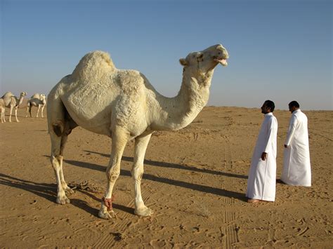 white camels saudi arabia