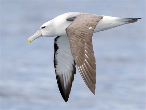 The Graceful Wanderer: Exploring the White-Capped Albatross