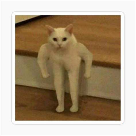 white cat standing meme