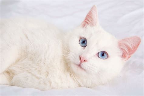 White Cat with Blue Eyes Names