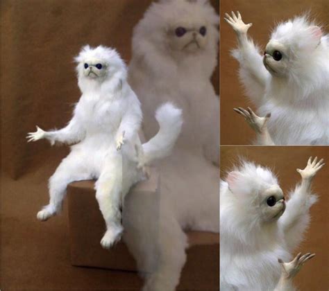 White Cat With Hands Meme