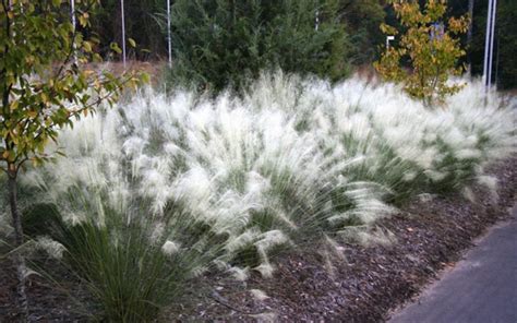 white cloud muhly grass