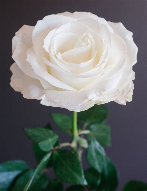 Enchanting White Colour Rose Flower: Timeless Beauty Unveiled