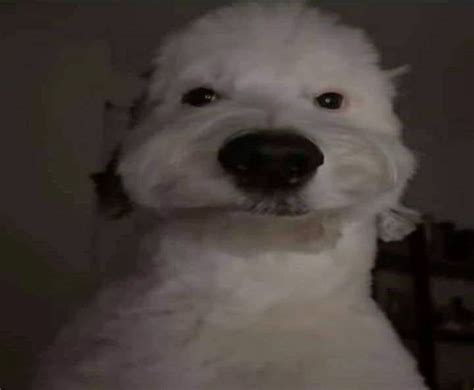 White Dog Meme