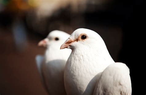 White Dove Release Inc