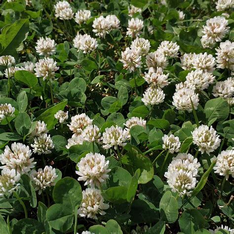 white dutch clover