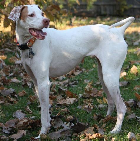 White English Pointer Dog