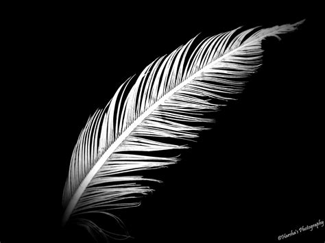 White Feather Black Background