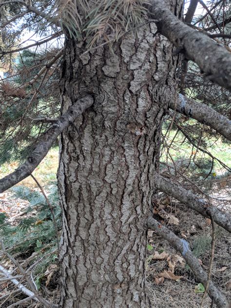 White Fir Tree Bark Identification