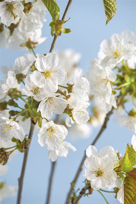 White Flower Grows On Tree