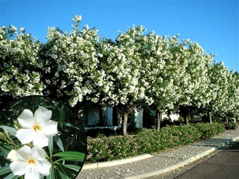 White Flower Tree Australia