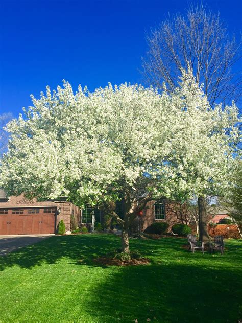 White Flower Tree For Front Yard