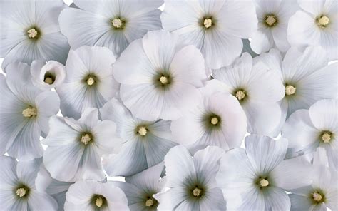 White Flowers Background