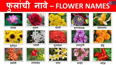 white flowers names in marathi